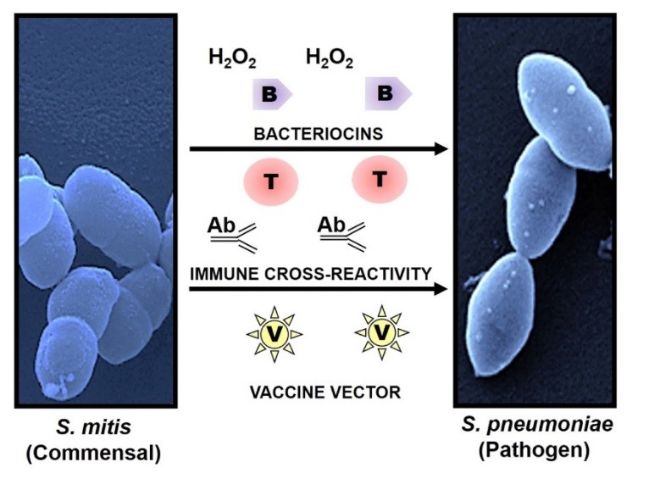 Illustrasjon av hvordan vennligsinnet bakterie beskytter mot sykdomsfremkallende bakterie.