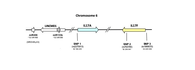 IL17 Locus on Chromosome 6. Three SNPs used in the analyses, and other genetic factors in their vicinity.