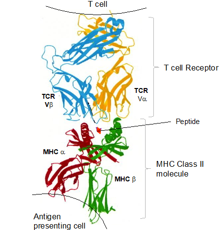 he T cell receptor – MHC Class II with a peptide interaction is schematically shown.