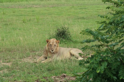 Løve i Mikumi Nasjonalpark, Tanzania